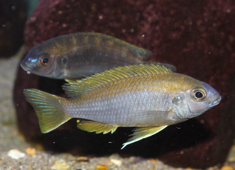 Gephyrochromis lawsi 'Londo'